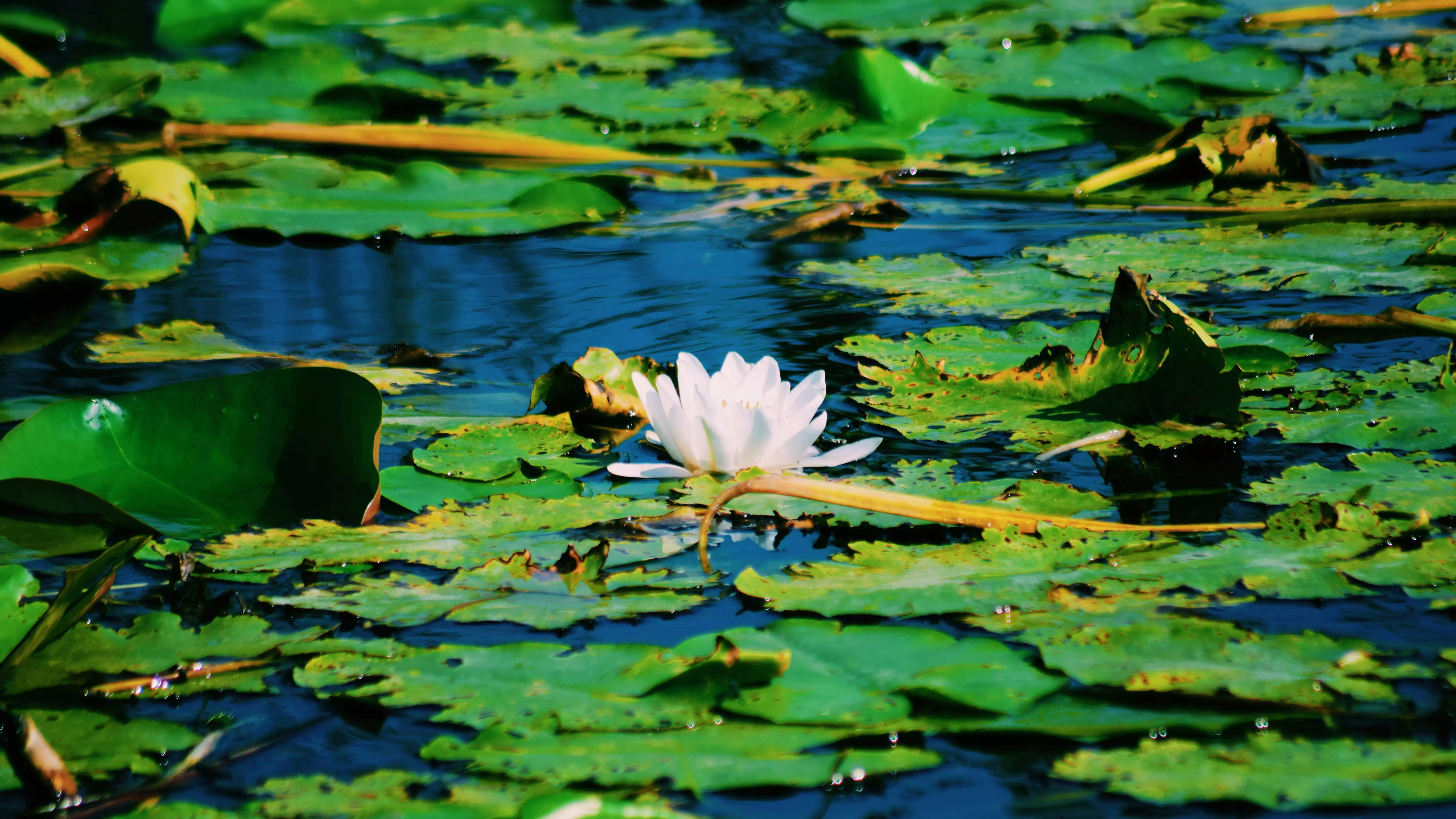 Water Lilies Reserve